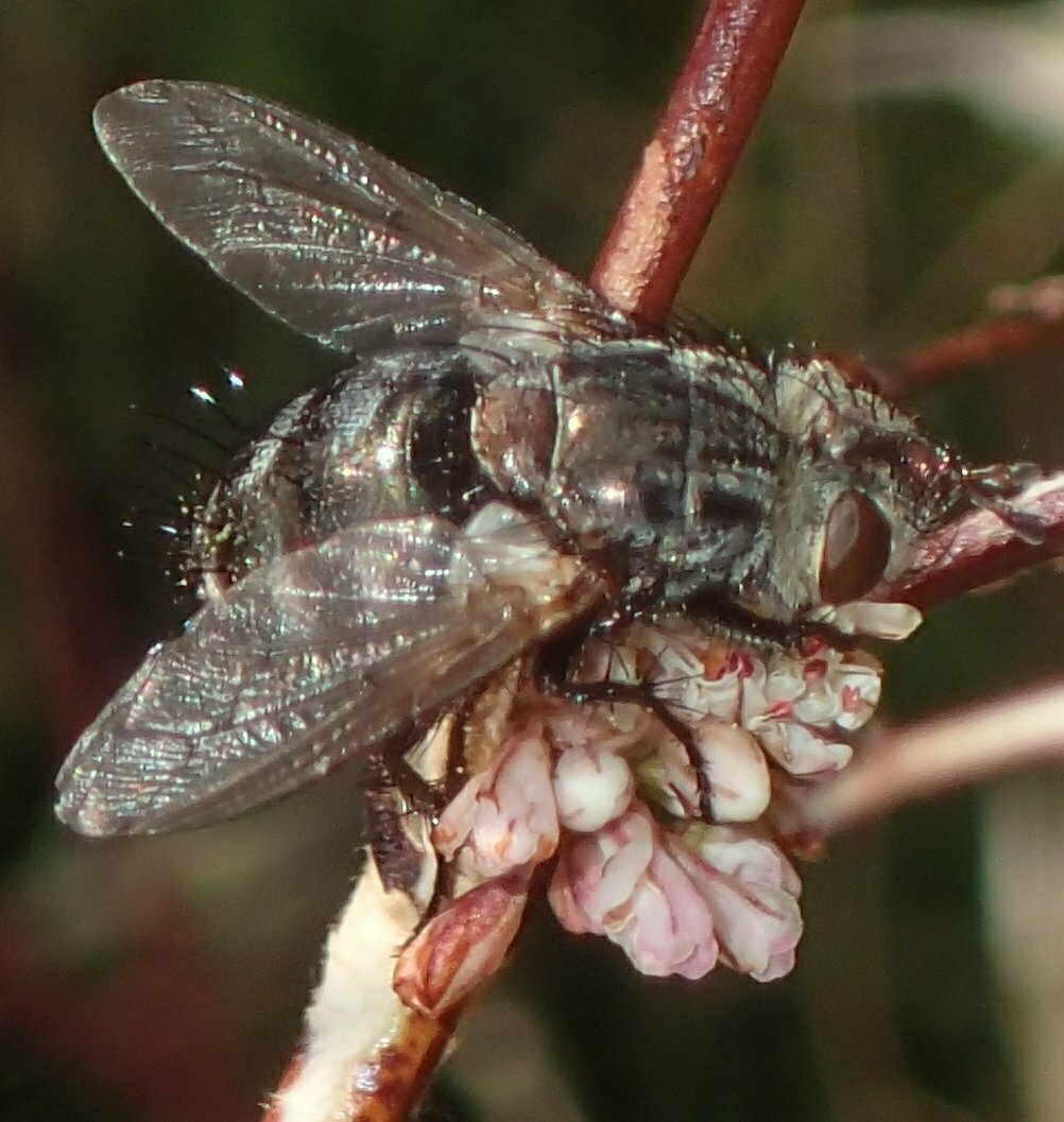 High Resolution Diptera(Or) sp012 Animal